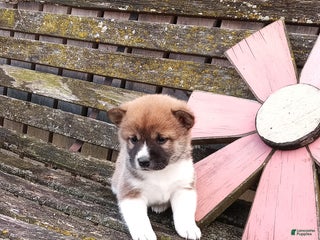 Shiba Inu dogs Shawn - Ad 26