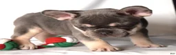 French Bulldog dogs for sale: Tessa - Ad 6
