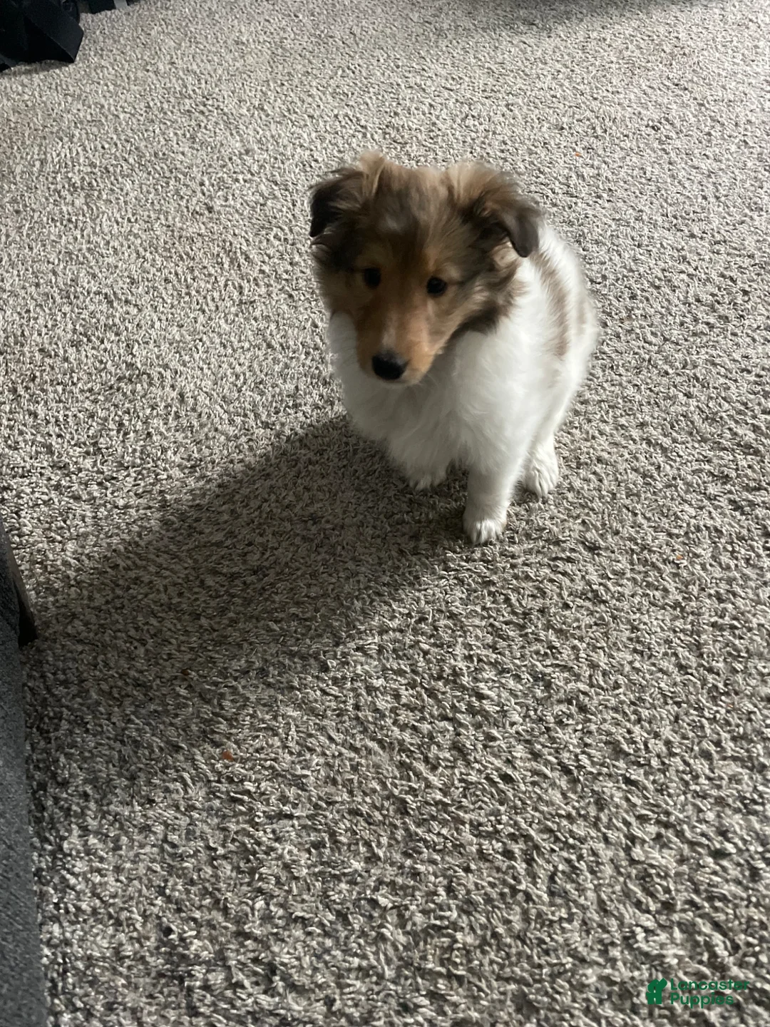 Shetland Sheepdog dogs for sale: Shetland Sheepdog Puppy 3 - Ad 9