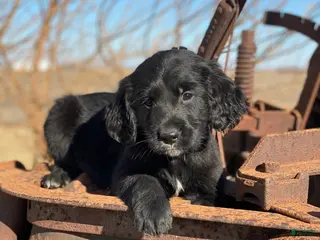 Mixed Breed dogs Bear - Ad 32