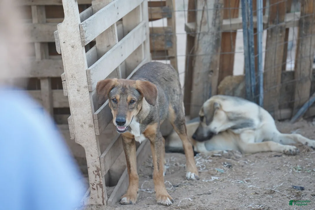 Mixed Breed dogs for sale: Dragon Tiscar Farm Dog - Ad 23