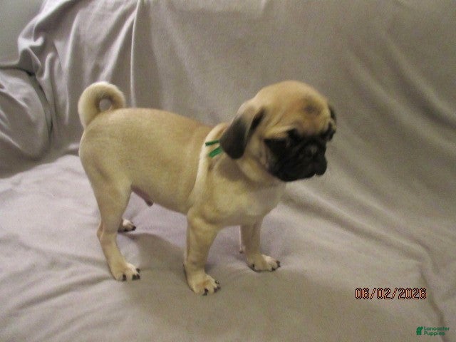 Pug dogs for sale: Pug Puppy 2 - Ad 5