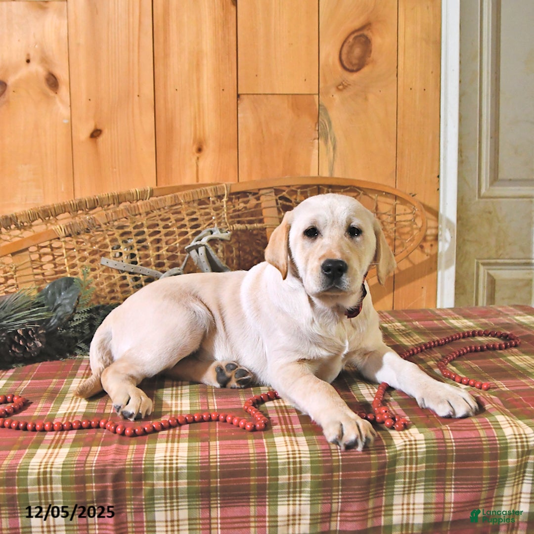 Labrador Retriever dogs for sale: Kate - Ad 3