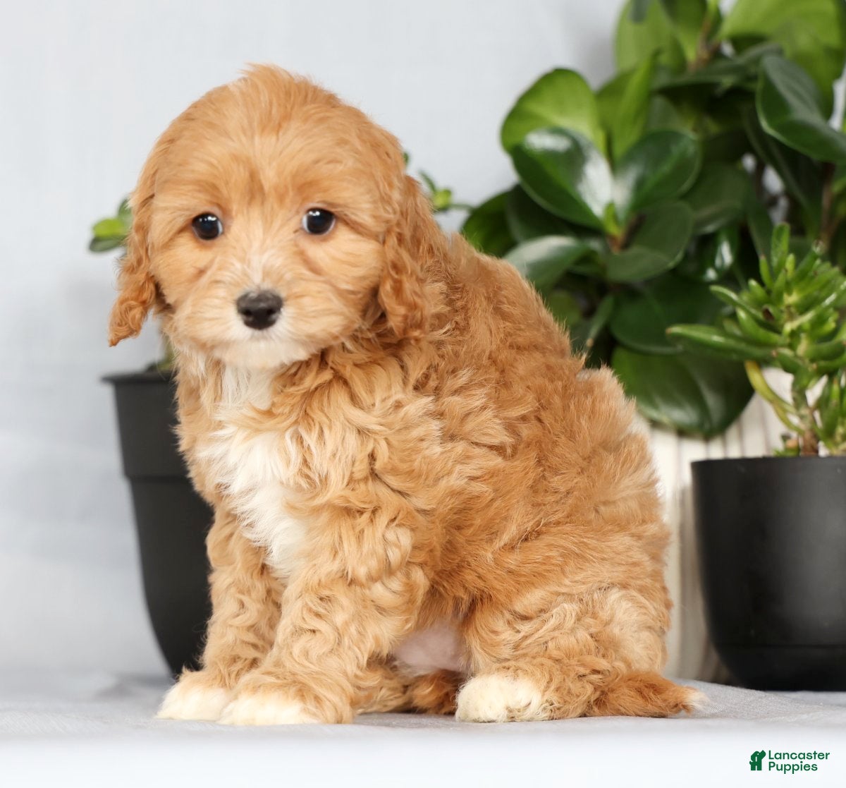 Cavapoo dogs Paisley - Ad 1
