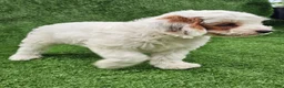 Cavapoo dogs for sale: Ice - Ad 5