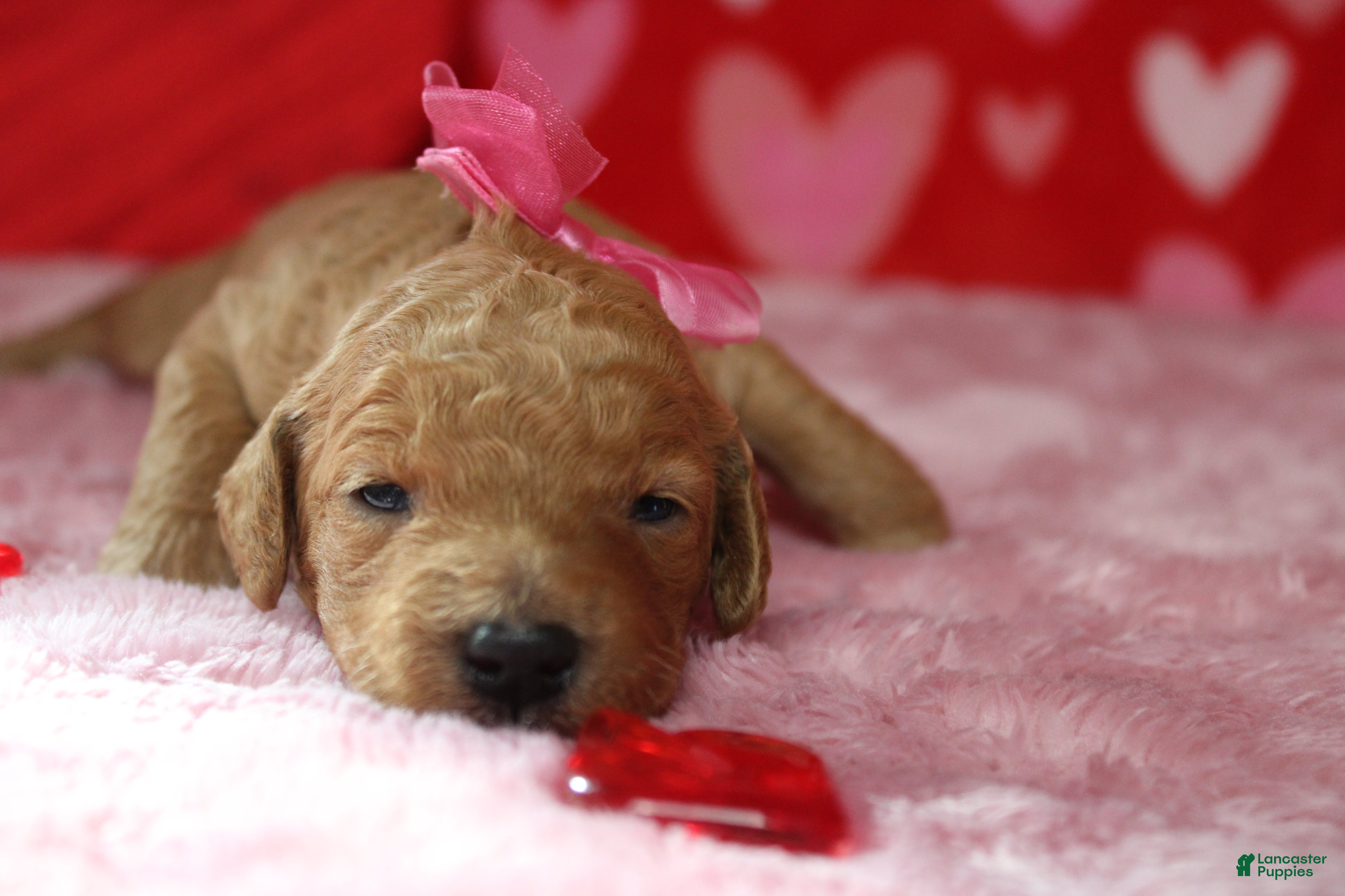 Goldendoodle dogs Izzy - Ad 18