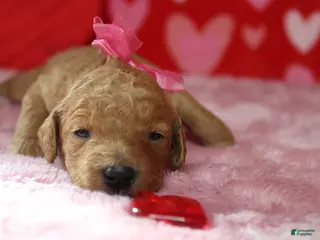 Goldendoodle dogs Izzy - Ad 18