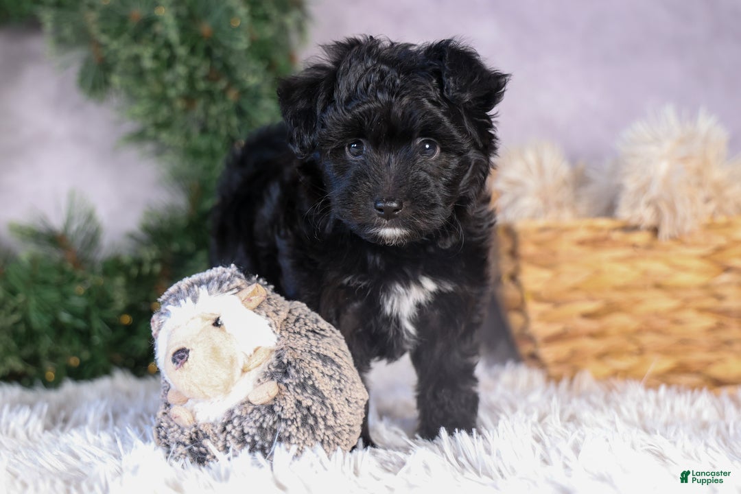 Mini Aussiedoodle dogs for sale: Kit Kat - Ad 19