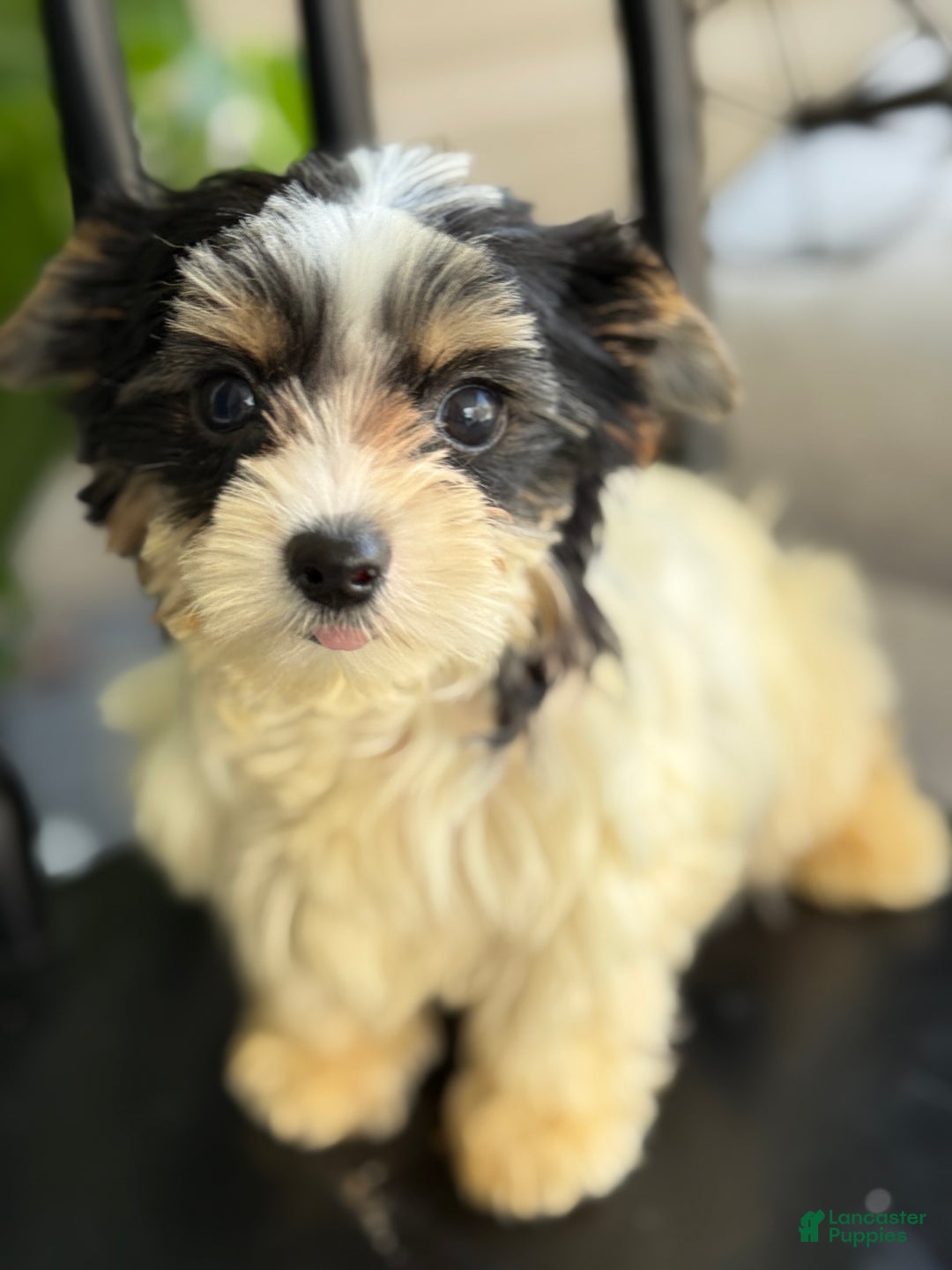 Yorkshire Terrier dogs for sale: Morsel - Ad 10