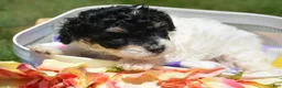 Bernedoodle dogs for sale: Betty Bernedoodle 4 - Ad 5
