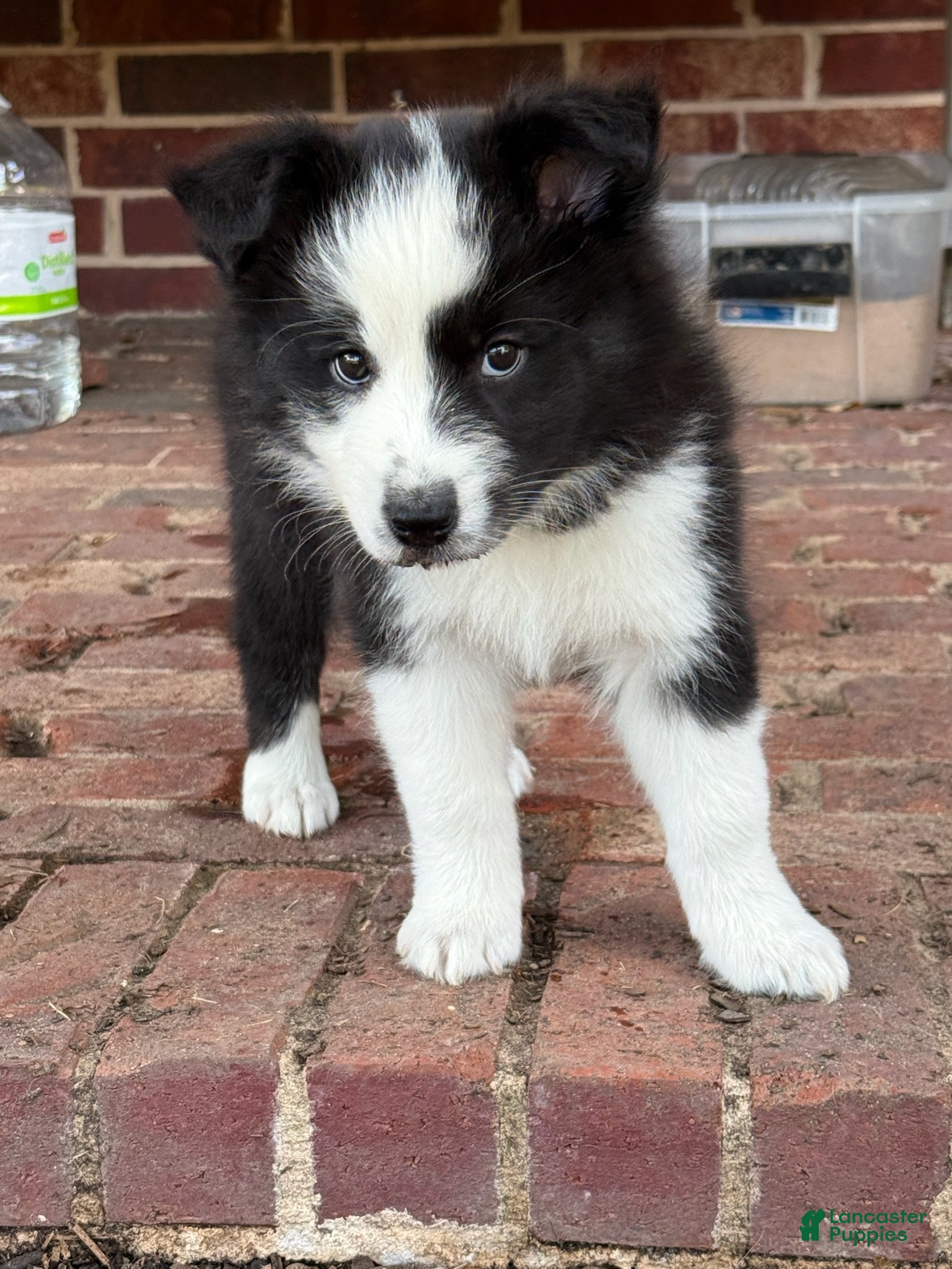 Border Collie dogs Scarlett - Ad 4