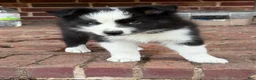 Border Collie dogs for sale: Scarlett - Ad 1