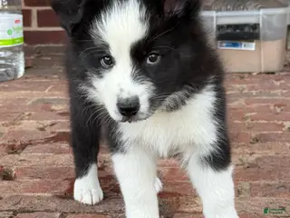 Border Collie dogs Scarlett - Ad 4