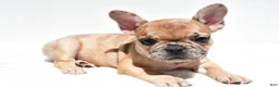 French Bulldog dogs for sale: Bailey - Ad 9
