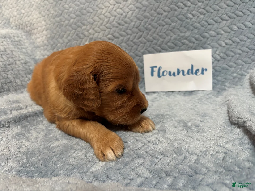 Goldendoodle dogs for sale: Flounder - Ad 2