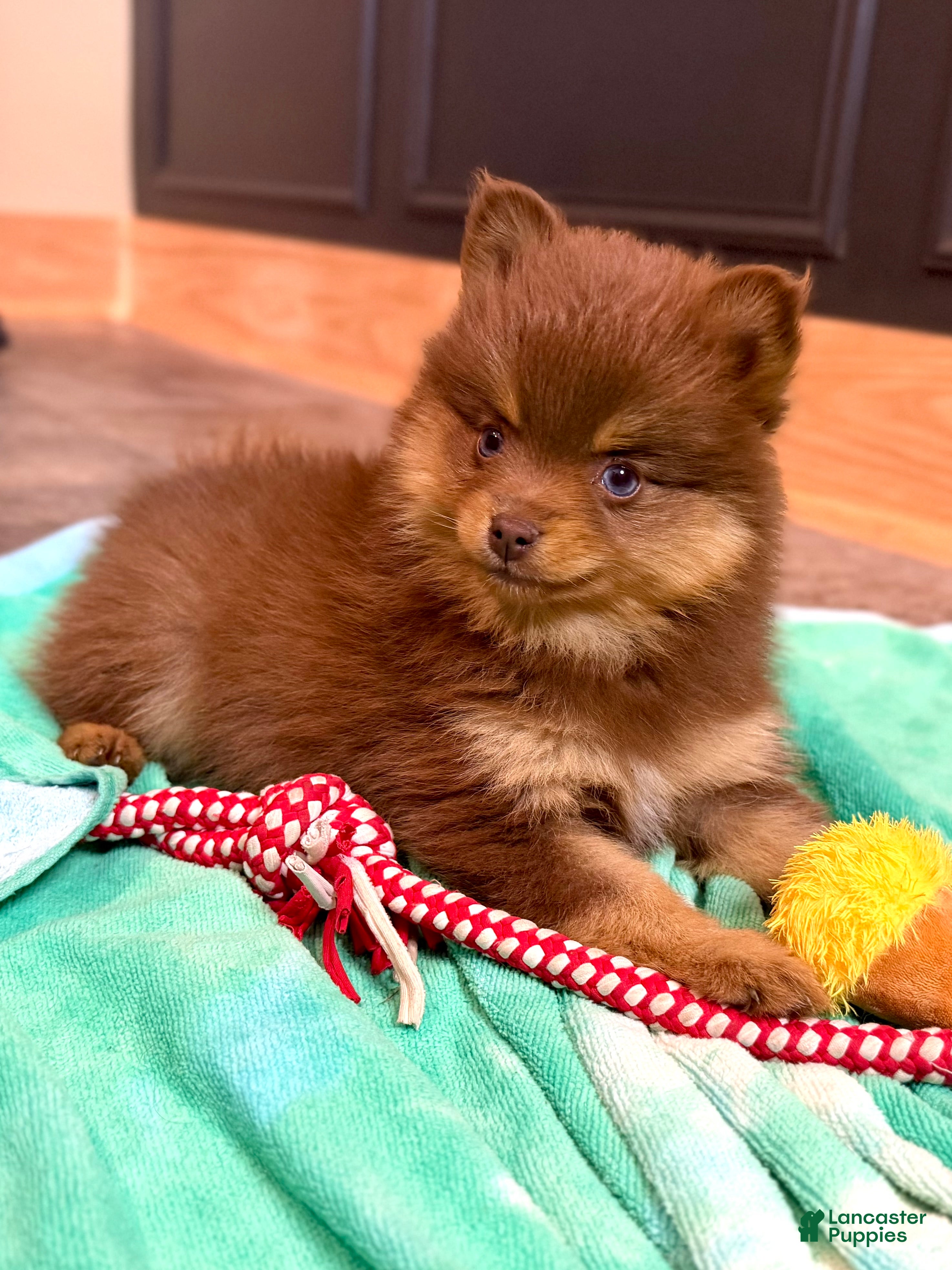 Pomsky dogs Heidi Jr. - Ad 1
