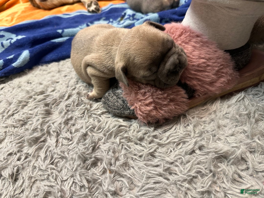 French Bulldog dogs for sale: Hugo - Ad 10