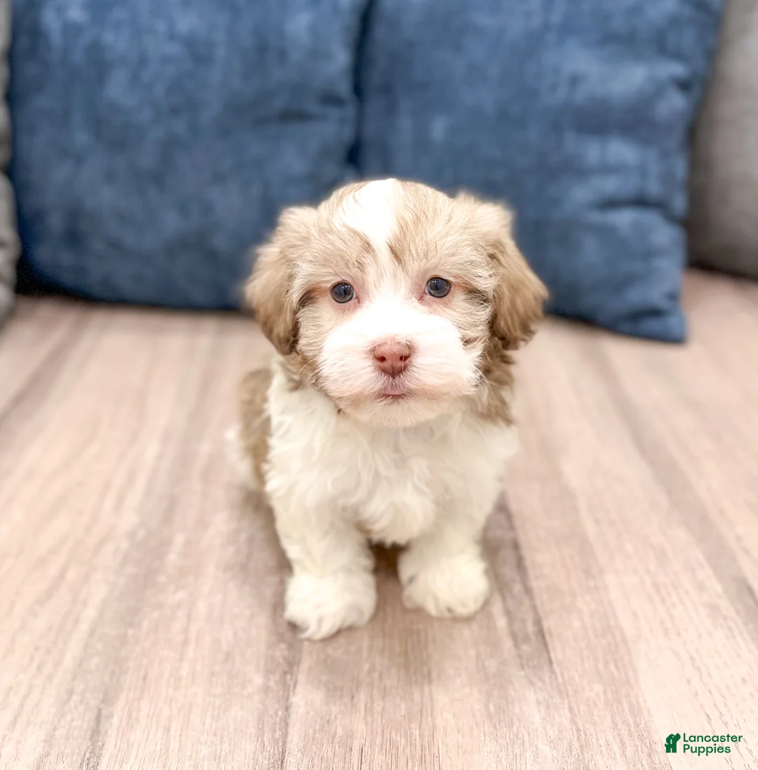 Havanese dogs for sale: Miff - Ad 1