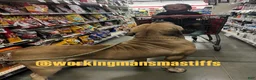 South African Boerboels dogs for sale: Sancho - Ad 14