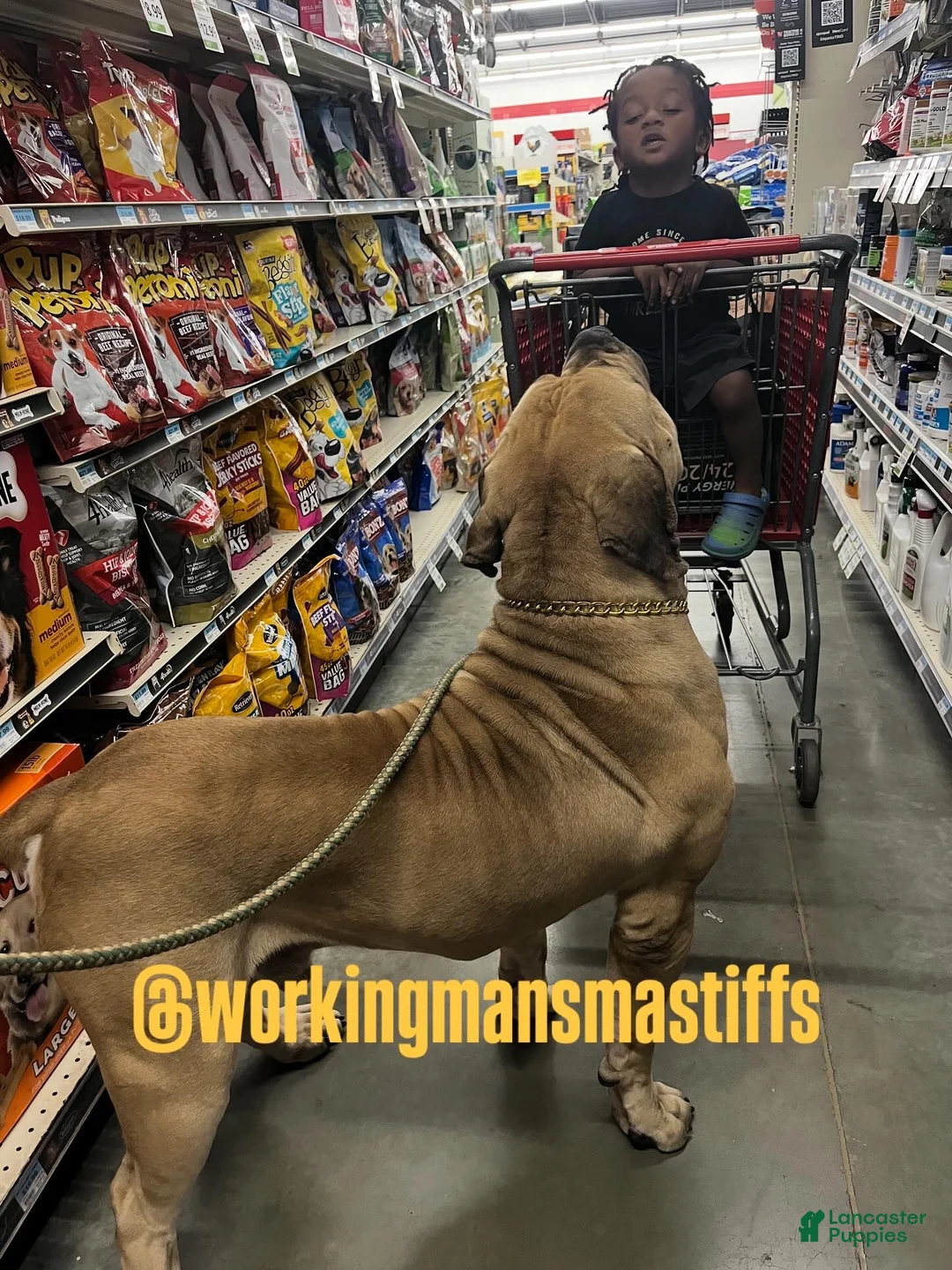 South African Boerboels dogs for sale: Sancho - Ad 14