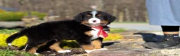 Bernese Mountain Dog dogs for sale: Champ - Ad 8