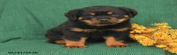 Rottweiler dogs for sale: Jack  - Ad 3