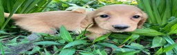Miniature Dachshund dogs for sale: AKC Adult Male Stud (Full-rights) - Ad 6