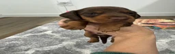 Miniature Dachshund dogs for sale: Miniature Dachshund 1 - Ad 10
