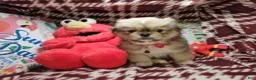 Pekingese dogs for sale: Denzy (is Sable) - Ad 3