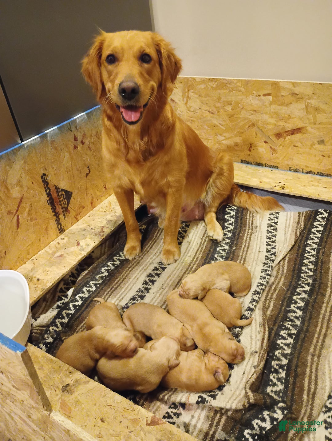Golden Retriever dogs for sale: Golden Retriever Puppy Teddy - Ad 3