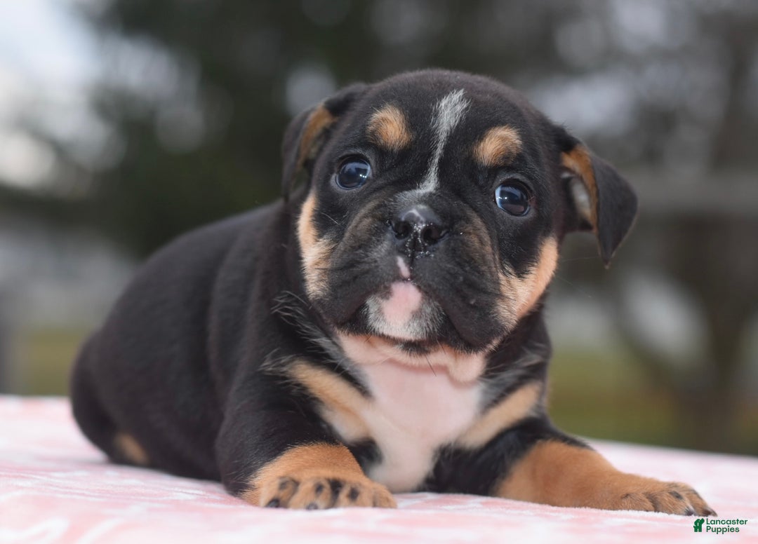 Mixed Breed dogs for sale: Emma tricolor hybrid  - Ad 27