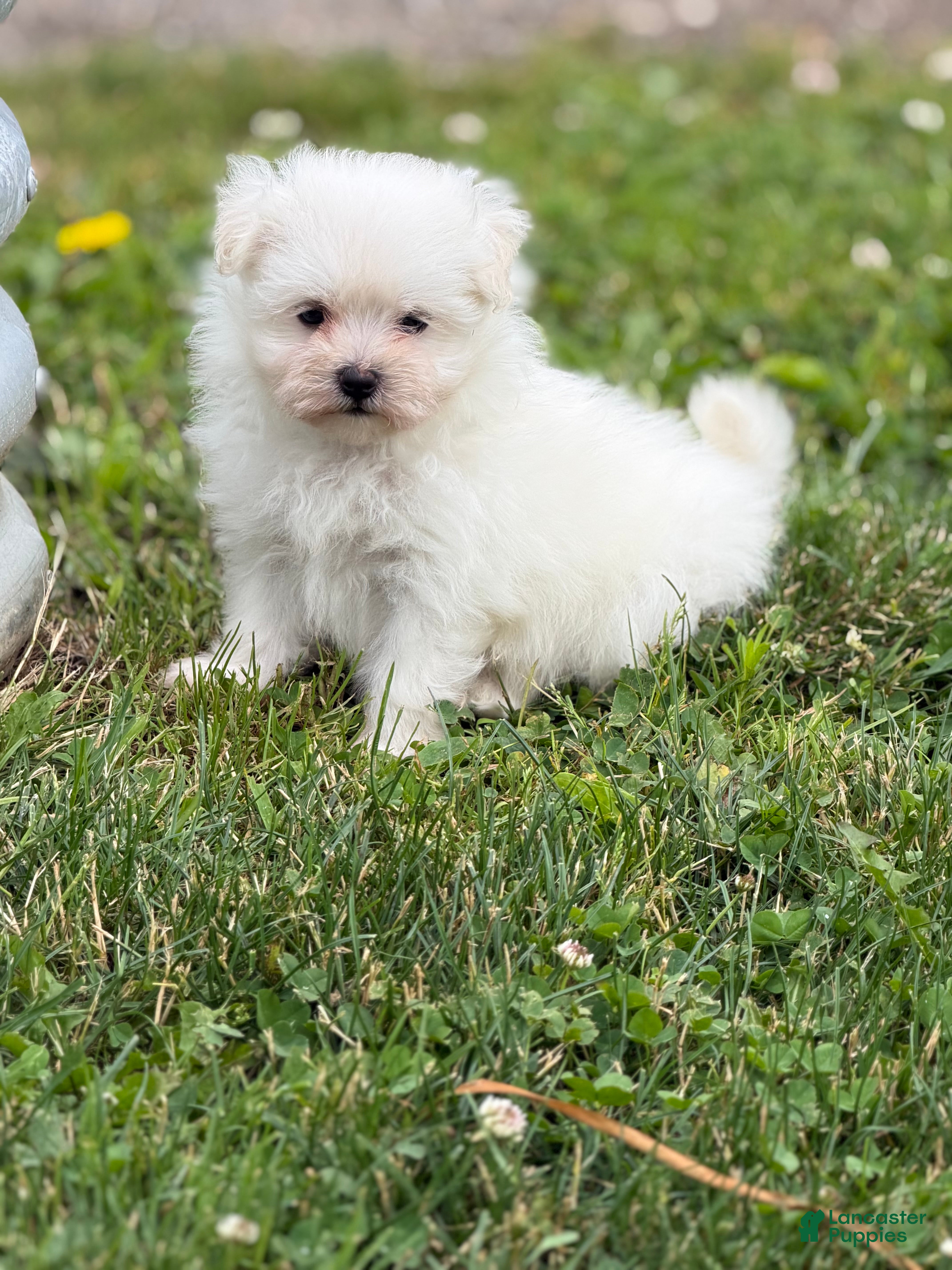 Maltipom dogs Daisy - Ad 1