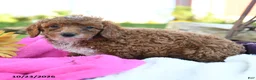 Miniature Poodle dogs for sale: Mochi - Ad 2