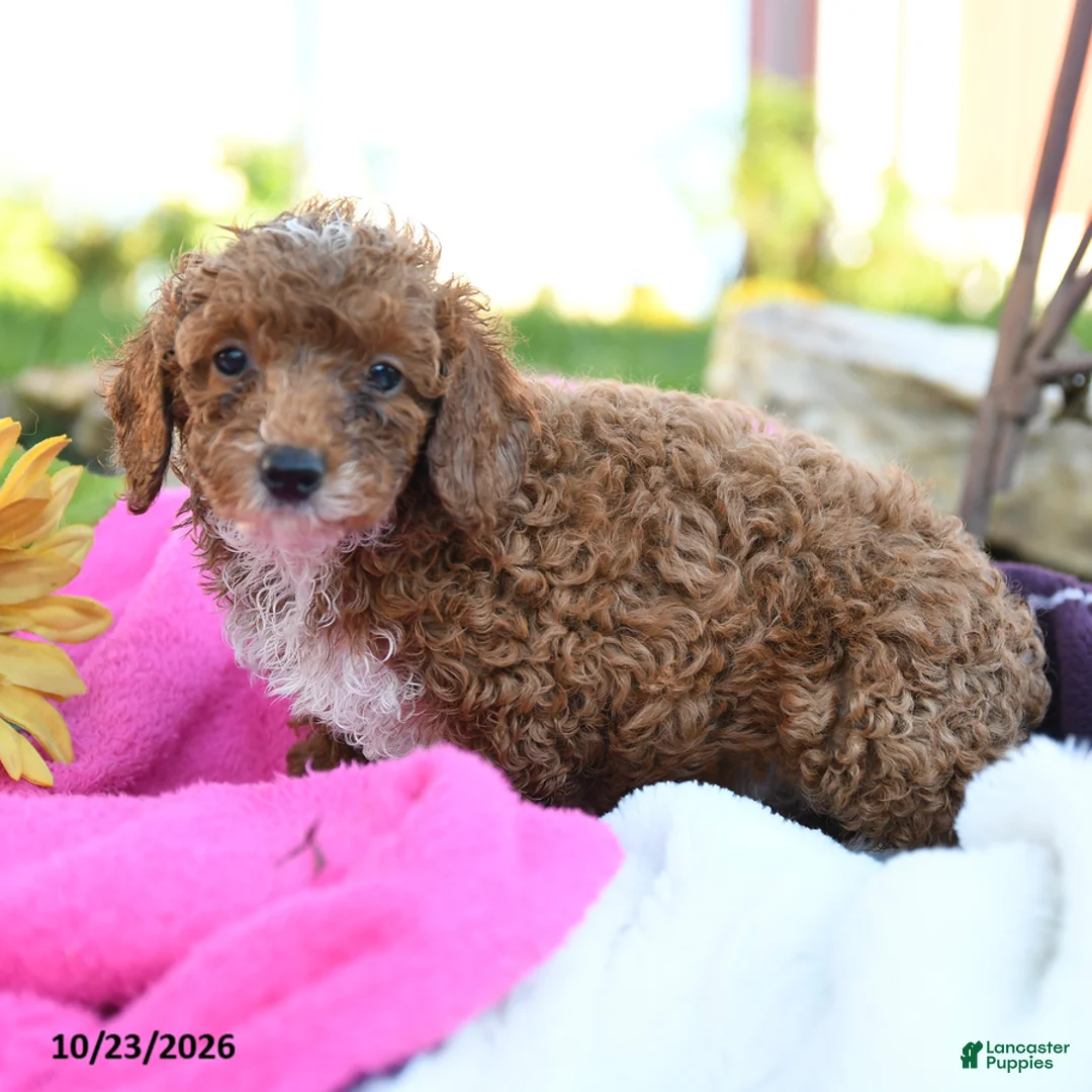 Miniature Poodle dogs for sale: Mochi - Ad 2