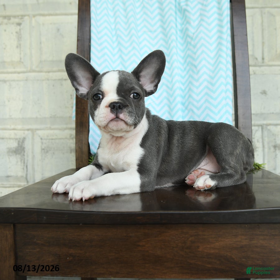 Frenchton dogs Jessica - Ad 2