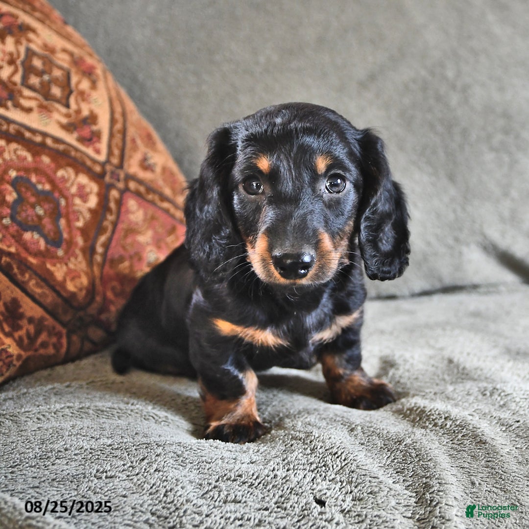 Blue Eyed Sausage Dog Puppies Grey Dachshund With Blue Eyes Blue