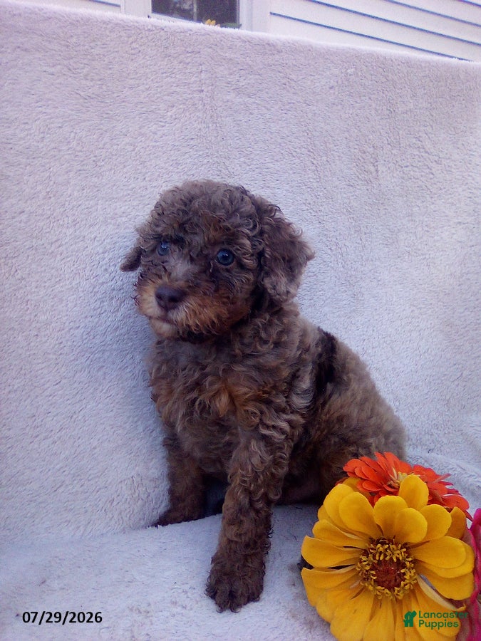 Toy Poodle dogs Tucker - Ad 1