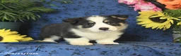 Welsh Corgi Pembroke dogs for sale: Gizmo - Ad 4