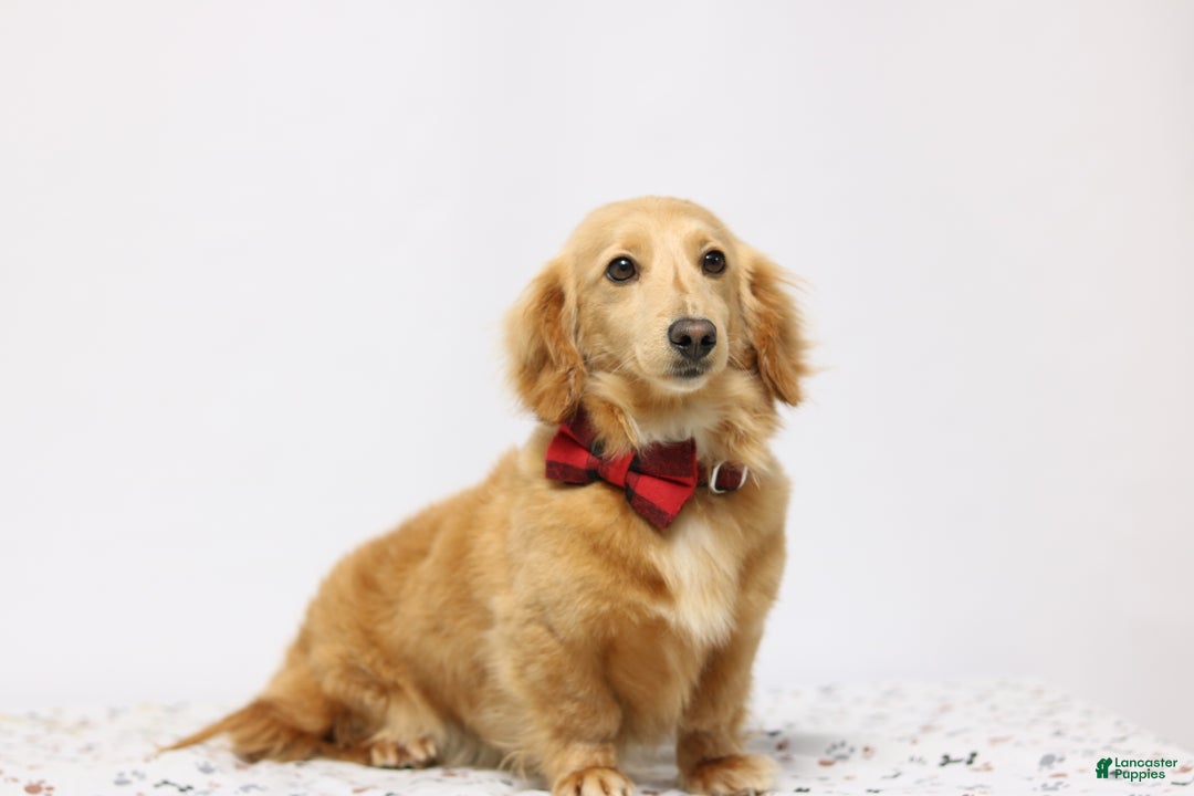 Miniature Dachshund dogs for sale: Nellie - Ad 4