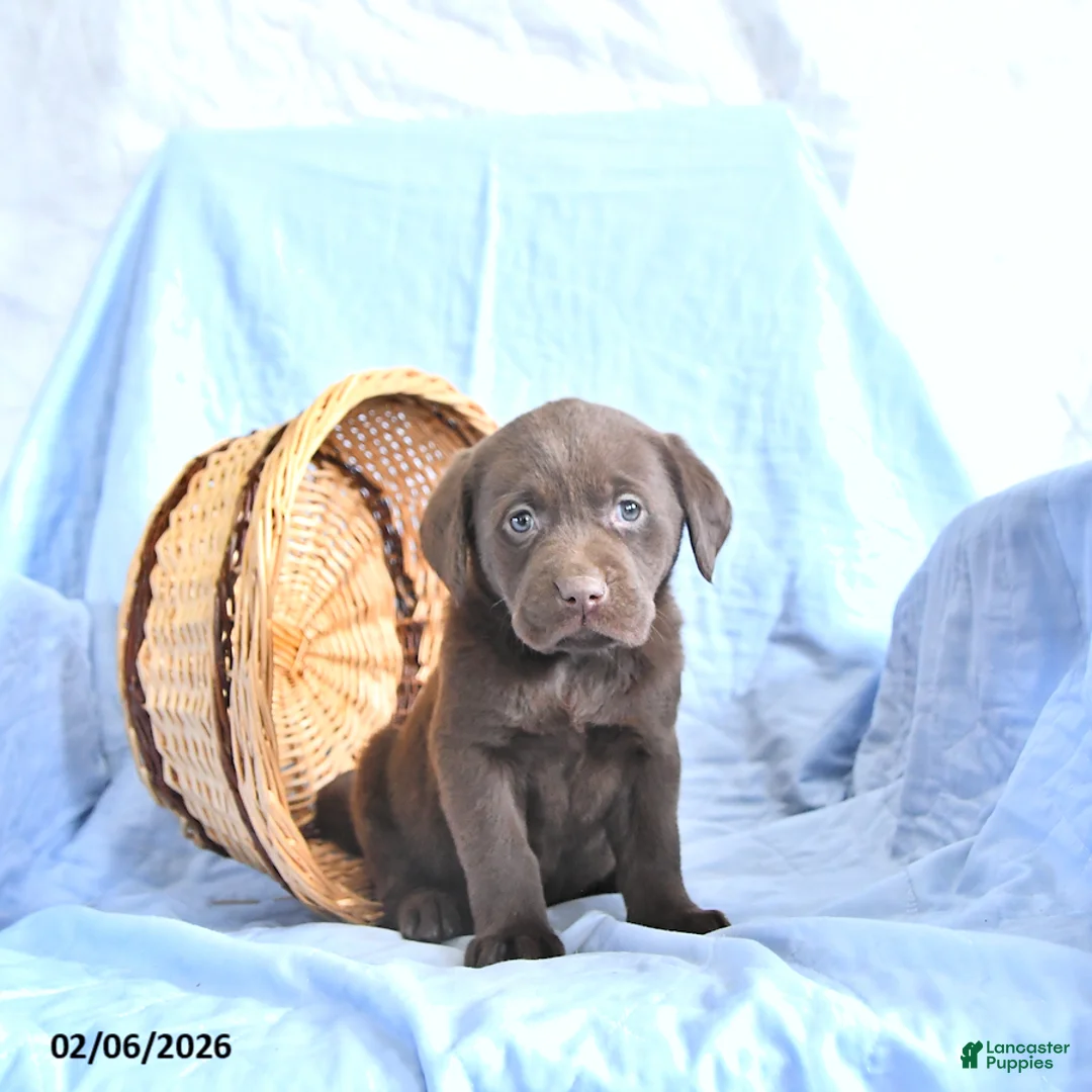 Labrador Retriever dogs for sale: Dafney - Ad 3