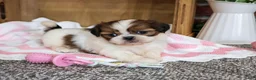 Shih Tzu dogs for sale: Jazzy - Ad 6