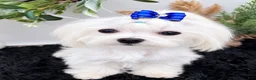 Maltese dogs for sale: AKC Tiny Minnie the Korean Maltese $3200 - Ad 8