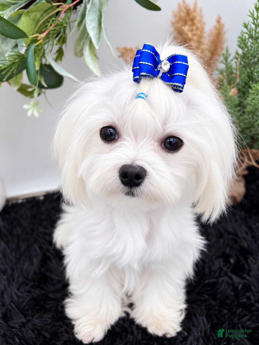 Maltese dogs for sale: AKC Mia the Korean Maltese $3000 - Ad 11