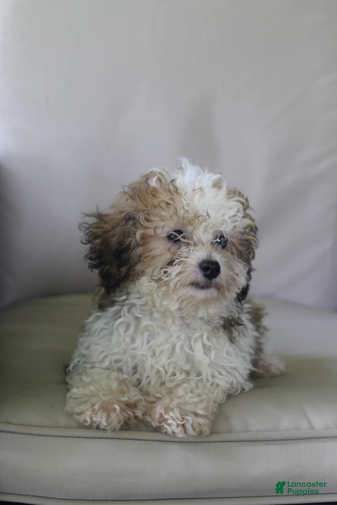 Miniature Poodle dogs for sale: Hallie - Ad 6