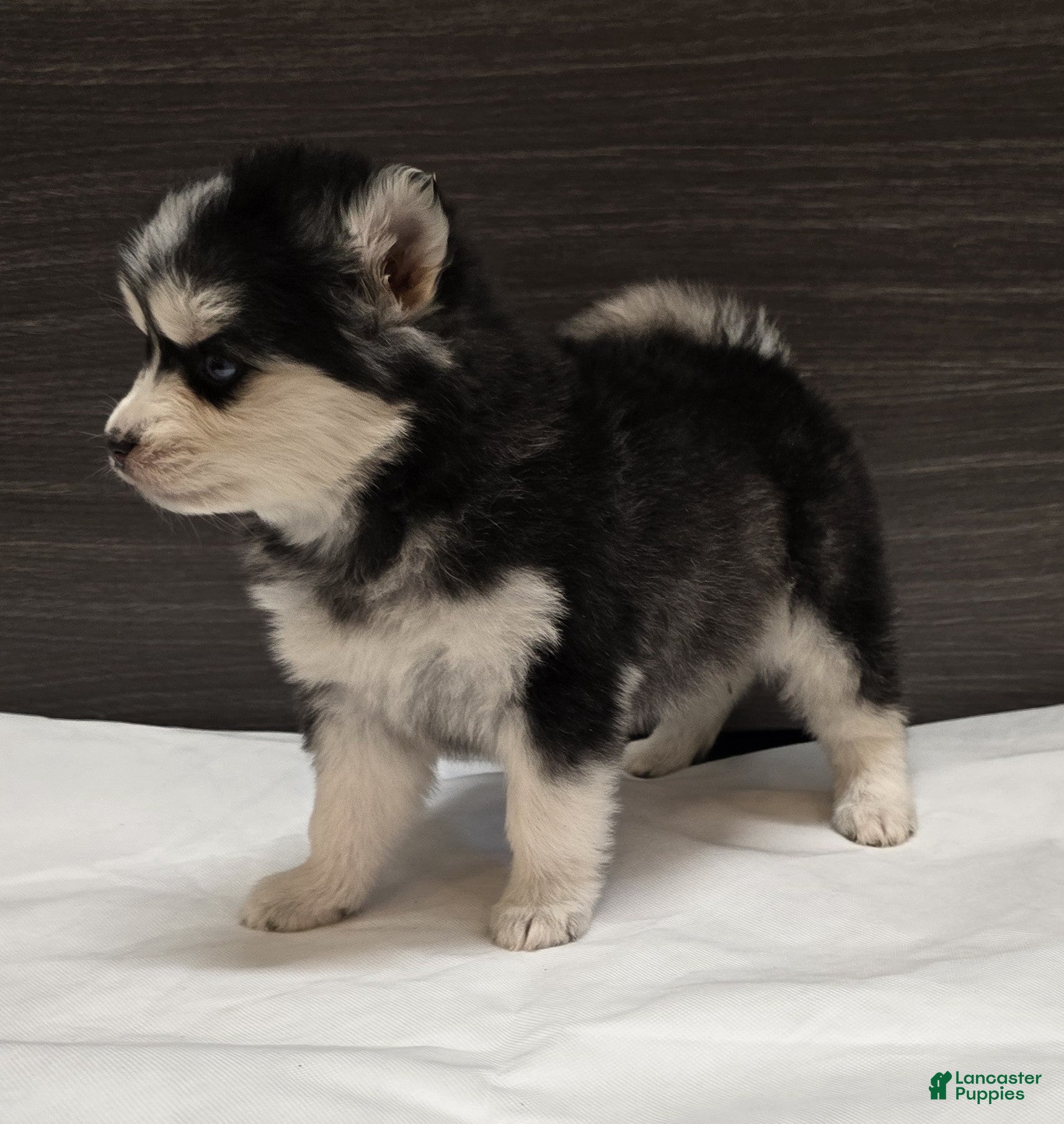 Pomsky dogs Nova - Ad 2