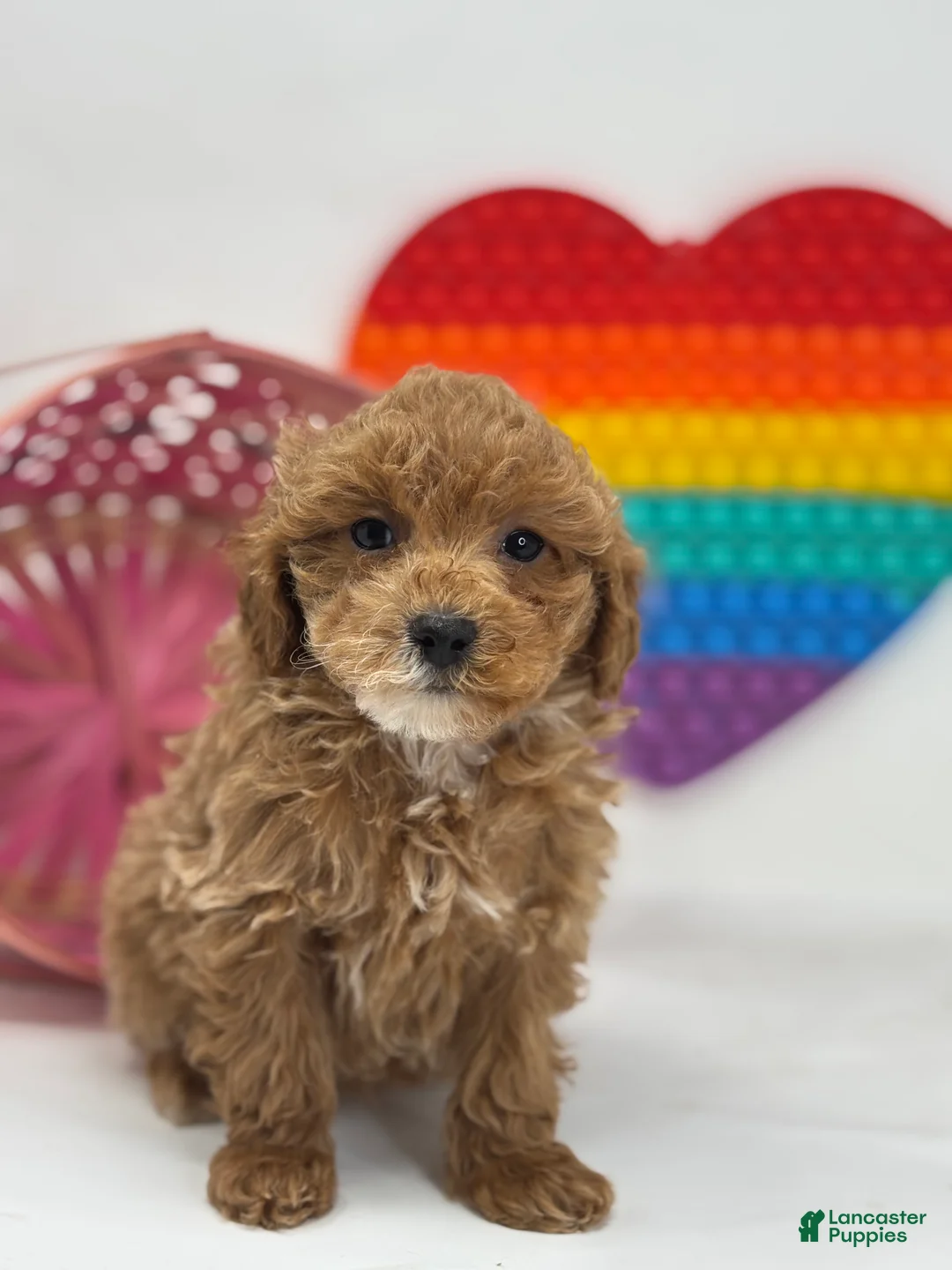 Mini Goldendoodle dogs for sale: Dakota  - Ad 2