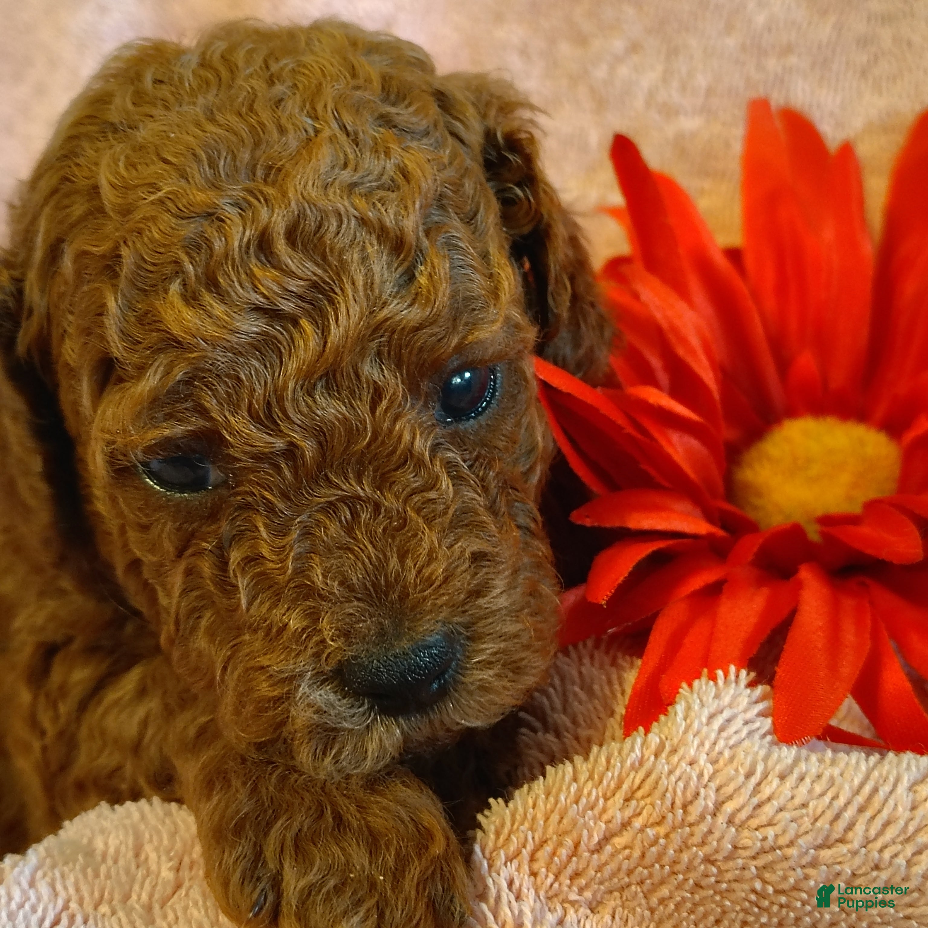 Mini Goldendoodle dogs Samantha - Ad 1