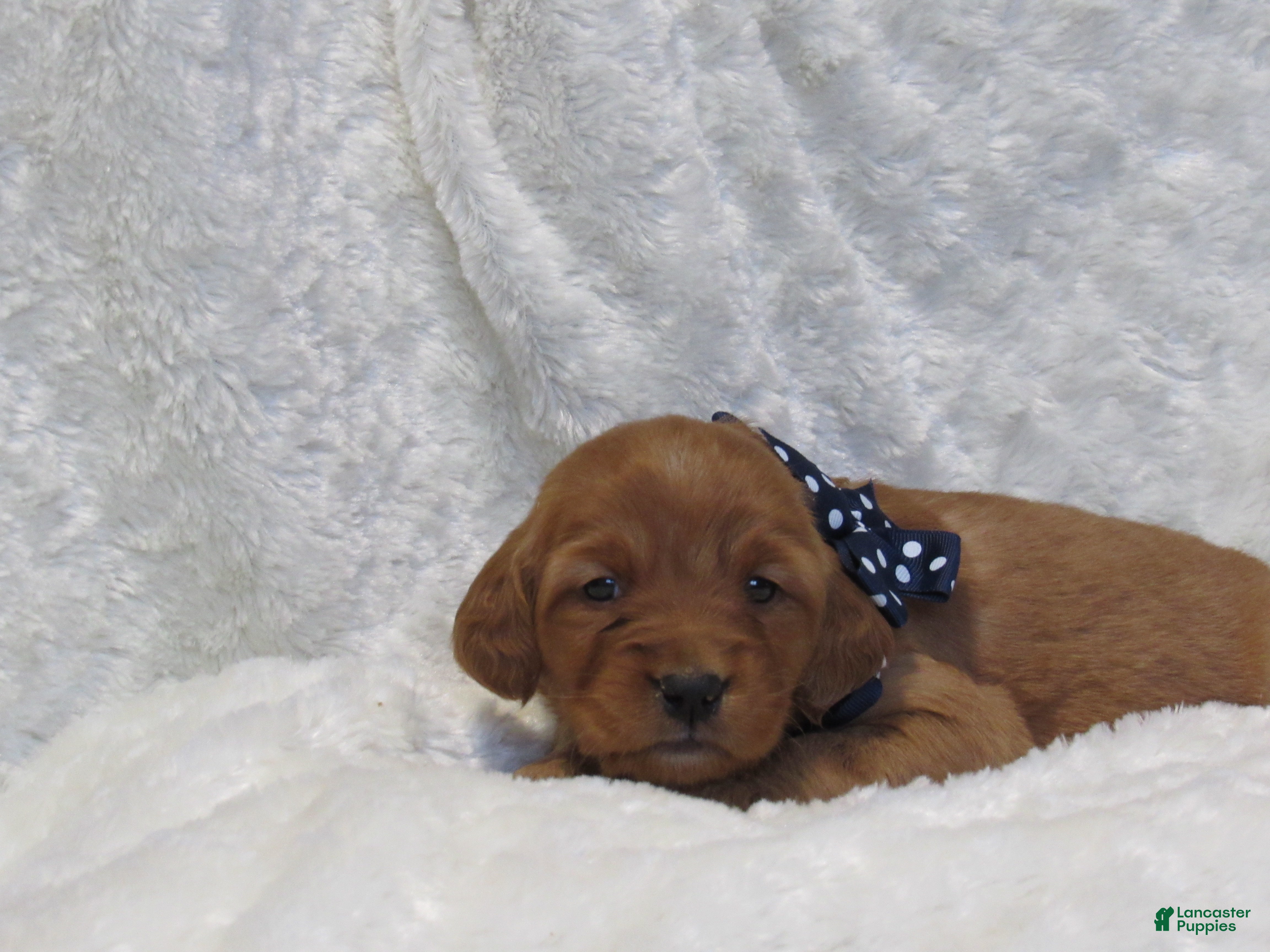 Golden Retriever dogs HUDSON - Ad 34