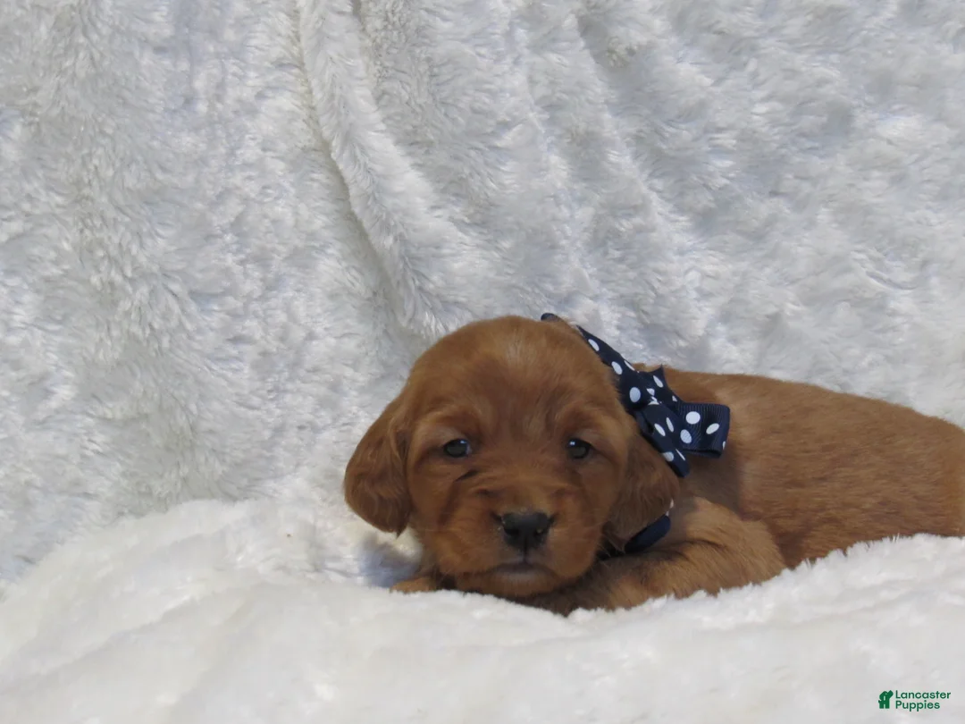 Golden Retriever dogs for sale: HUDSON - Ad 1