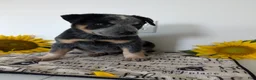 Australian Cattle Dog dogs for sale: Jack  - Ad 14